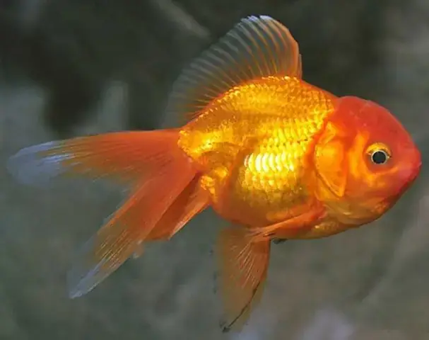 Cá 3 Đuôi Nhỏ