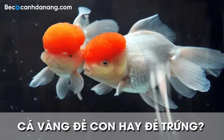 Cá 3 Đuôi Sinh Sản Cá 3 Đuôi Sinh Sản