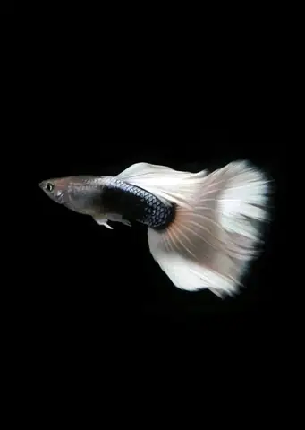 Cá 7 Màu Full White Cá 7 Màu Full White