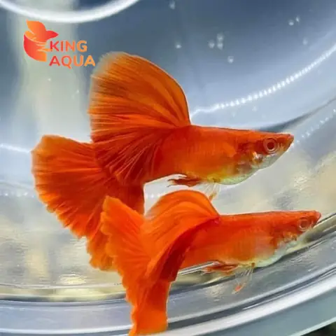 Cá 7 Màu Nha Trang