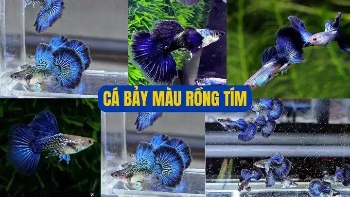 Cá 7 Màu Rồng Đen