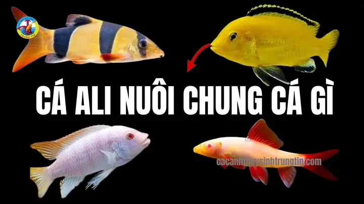 Cá Ali Ăn Gì Cá Ali Ăn Gì