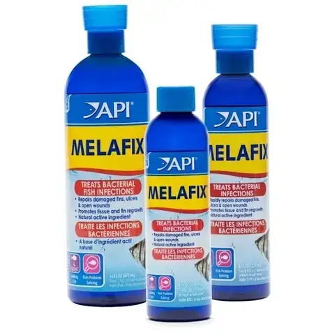 Cá Ali Bị Nấm