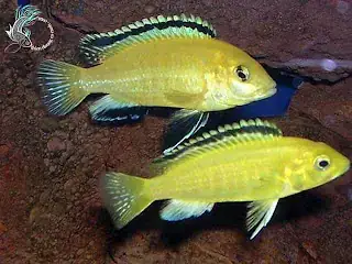 Cá Ali Hoàng Tử