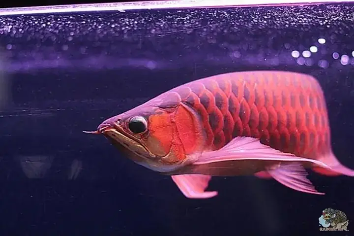 Cá Ali Nuôi Chung Với Cá Rồng Cá Ali Nuôi Chung Với Cá Rồng