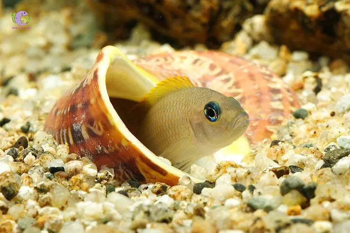 Cá Ali Vỏ Ốc