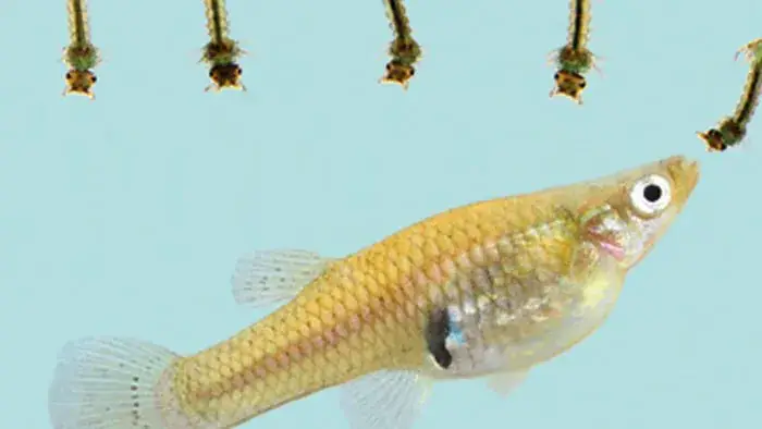 Cá Ăn Bọ Gậy