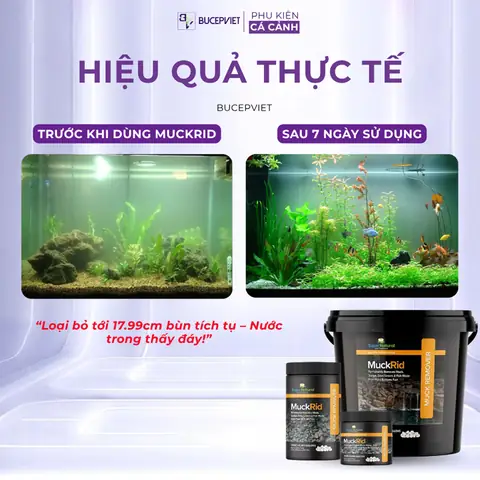 Cá Ăn Phân Cá Rồng Cá Ăn Phân Cá Rồng
