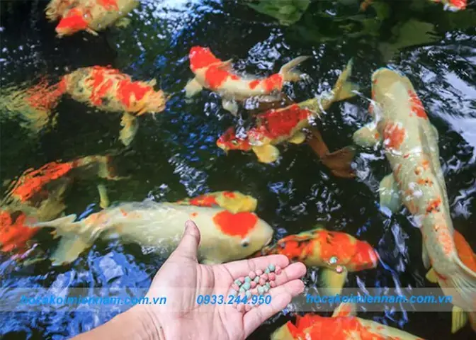 Cá Ăn Rêu Hồ Koi Cá Ăn Rêu Hồ Koi