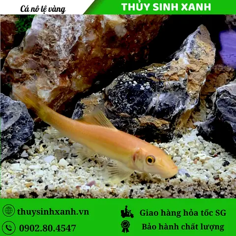 Cá Ăn Tảo Nâu