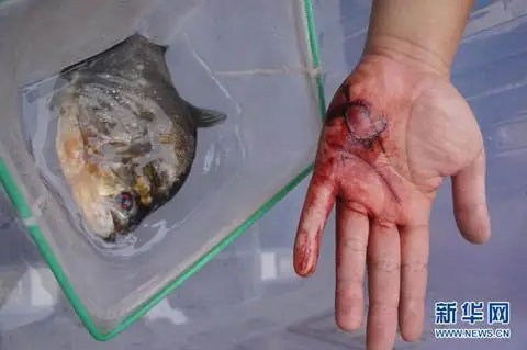 Cá Ăn Thịt Người Ở Trung Quốc