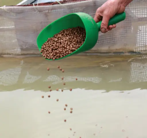 Cá Ăn Thức Ăn Thừa Cá Ăn Thức Ăn Thừa