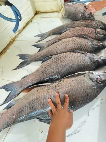 Cá Anh Vũ Là Cá Gì