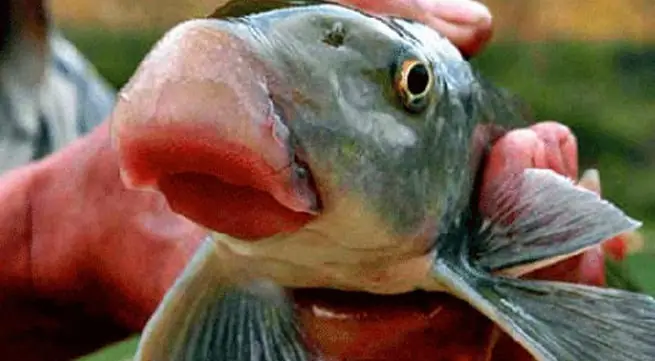 Cá Anh Vũ Sống Ở Đâu Cá Anh Vũ Sống Ở Đâu
