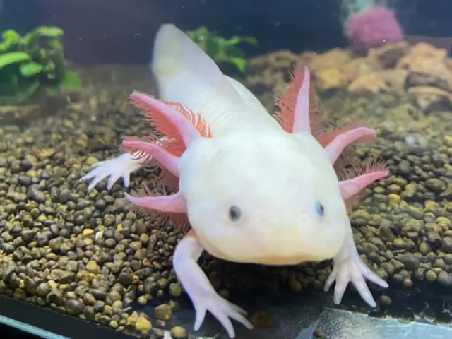Cá Axolotl Ăn Gì Cá Axolotl Ăn Gì