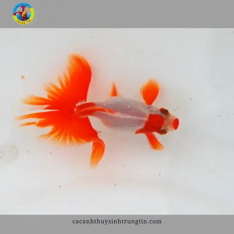 Cá Ba Đuôi Con Cá Ba Đuôi Con