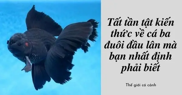 Cá Ba Đuôi Đầu Lân Ăn Gì Cá Ba Đuôi Đầu Lân Ăn Gì