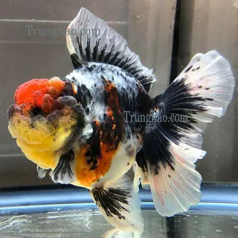 Cá Ba Đuôi Oranda