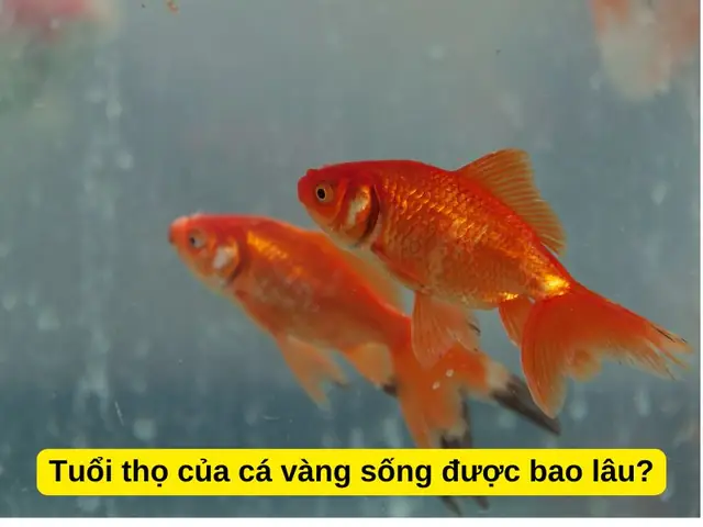 Cá Ba Đuôi Sống Được Bao Lâu