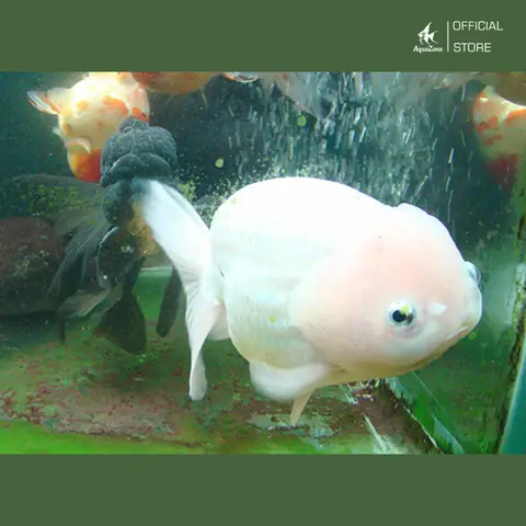 Cá Ba Đuôi Trắng
