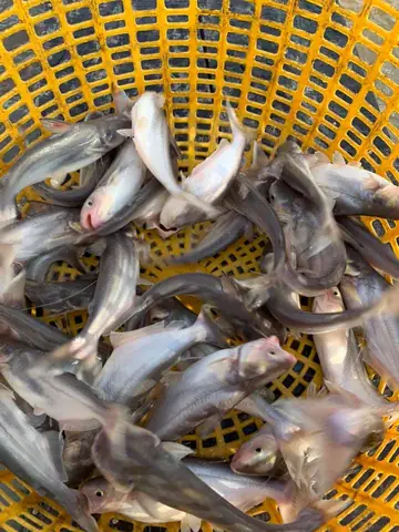 Cá Ba Sa Giống