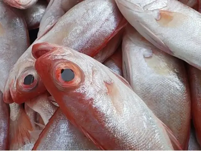 Cá Bã Trầu Ăn Gì