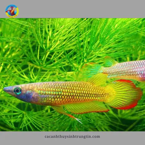 Cá Bạc Đầu Ăn Gì Cá Bạc Đầu Ăn Gì