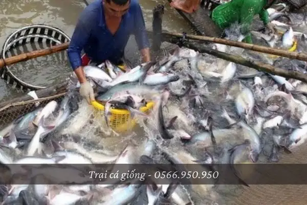 Cá Basa Ăn Mồi Gì Cá Basa Ăn Mồi Gì