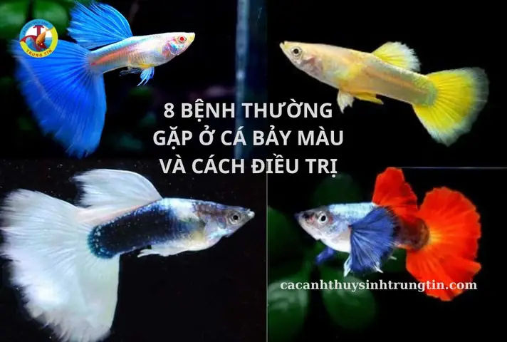 Cá Bảy Màu Bị Đốm Trắng