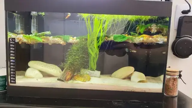 Cá Bảy Màu Bị Lở Loét