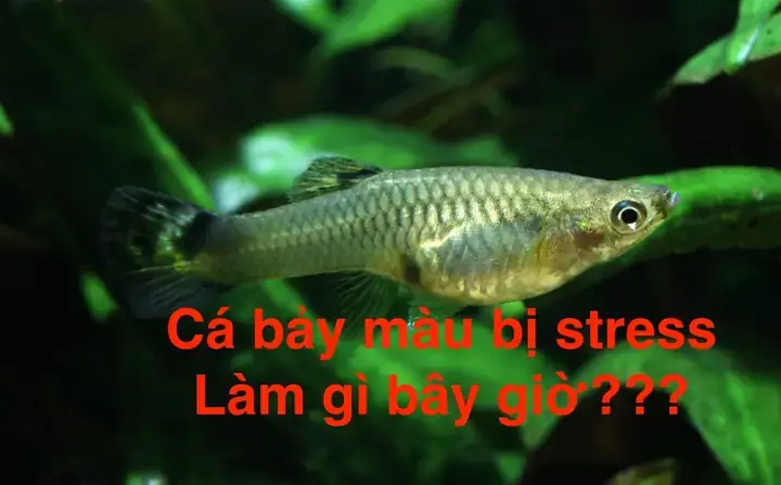 Cá Bảy Màu Bị Stress