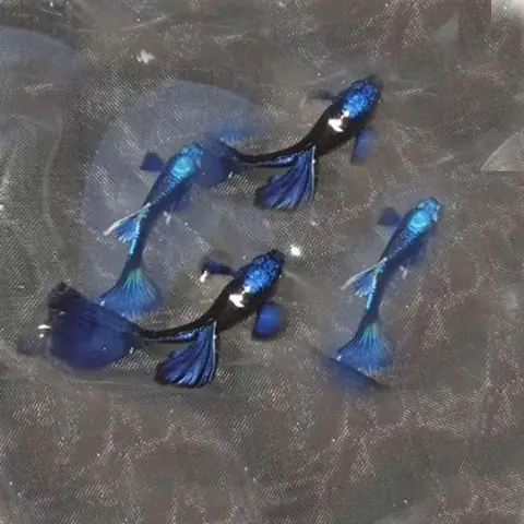 Cá Bảy Màu Blue Tazan Cá Bảy Màu Blue Tazan