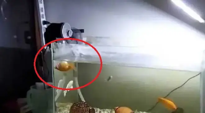 Cá Bảy Màu Bơi Ngửa Bụng Cá Bảy Màu Bơi Ngửa Bụng