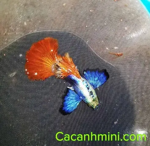 Cá Bảy Màu Đắt Nhất