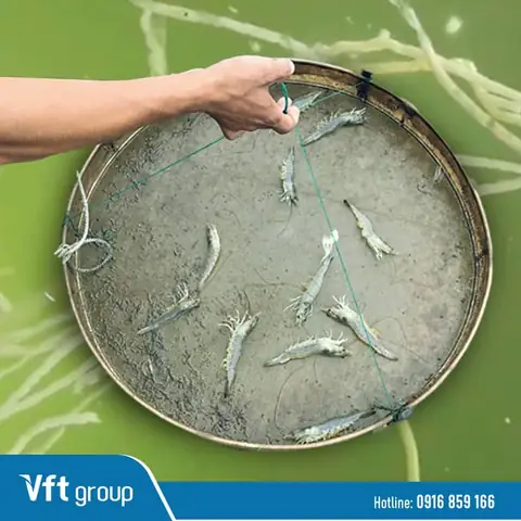 Cá Bảy Màu Đi Phân Trắng