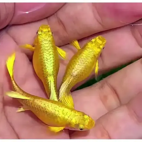 Cá Bảy Màu Full Gold Giá Rẻ