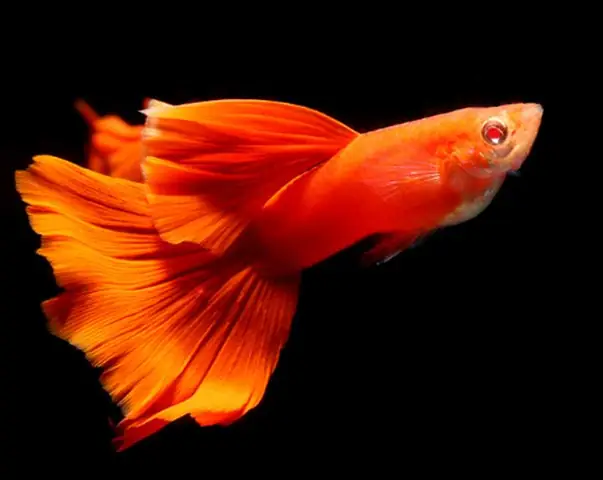 Cá Bảy Màu Full Red Bds Cá Bảy Màu Full Red Bds