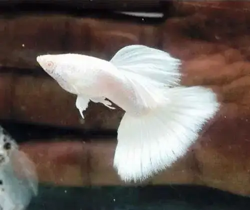 Cá Bảy Màu Full White