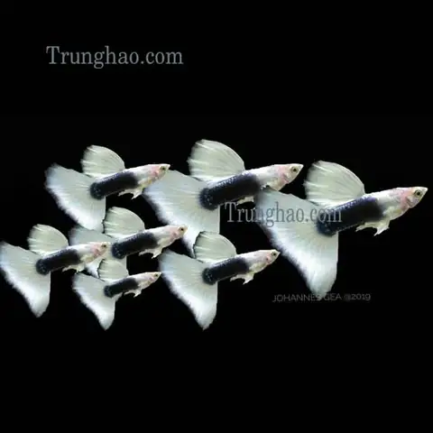 Cá Bảy Màu Hb White
