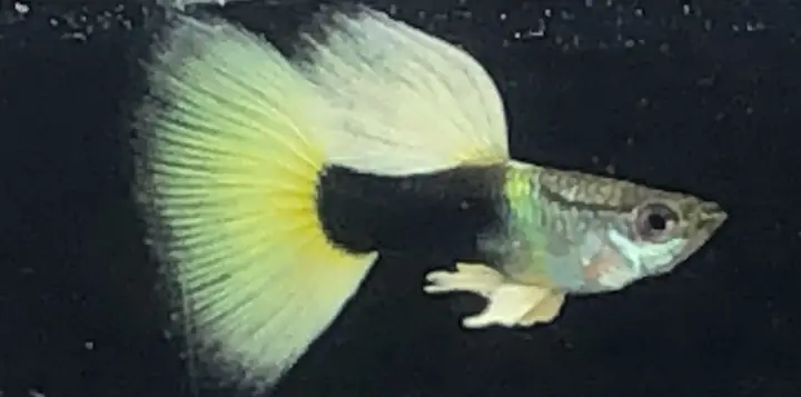 Cá Bảy Màu Hb Yellow Cá Bảy Màu Hb Yellow