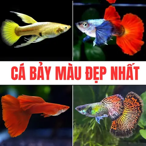 Cá Bảy Màu Hot Nhất Hiện Nay