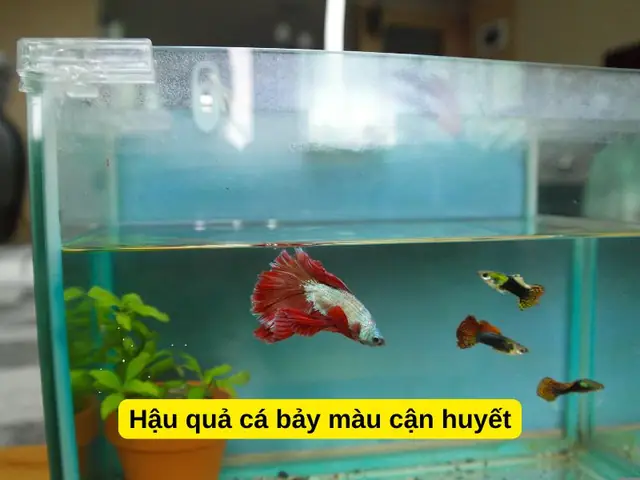 Cá Bảy Màu Lai Cận Huyết