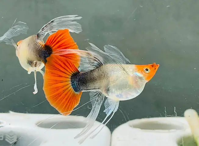 Cá Bảy Màu Mang Bầu Cá Bảy Màu Mang Bầu