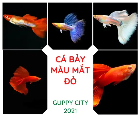 Cá Bảy Màu Mắt Đỏ