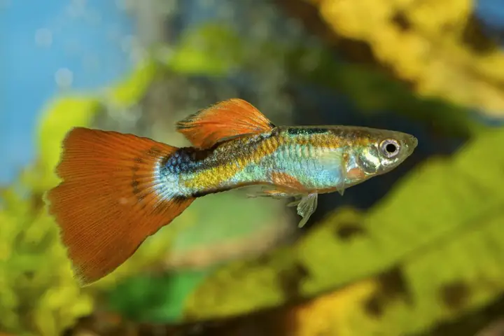 Cá Bảy Màu Nằm Dưới Đáy