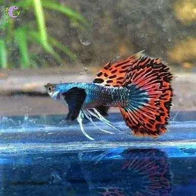 Cá Bảy Màu Rồng Đỏ Ribbon