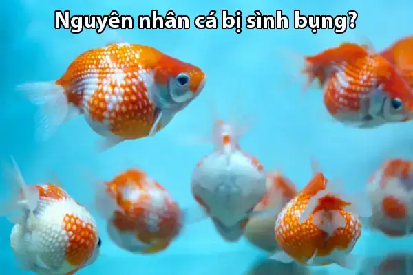 Cá Bảy Màu Sình Bụng