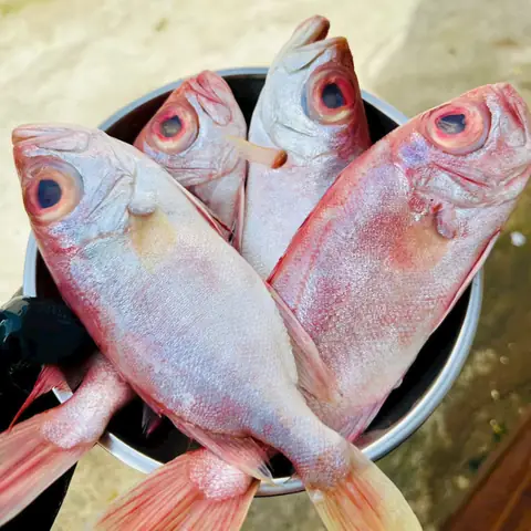 Cá Bảy Trầu Biển Cá Bảy Trầu Biển