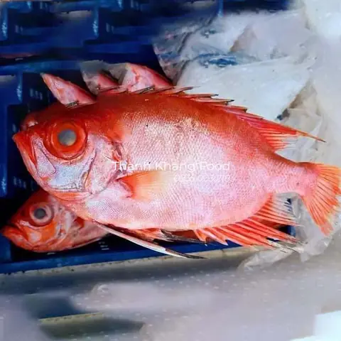 Cá Bảy Trầu Đá