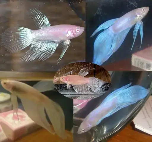 Cá Betta Bạch Tạng